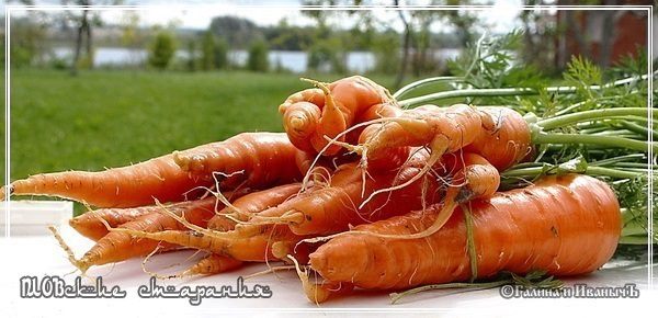 Плов, или попытка объять необъятное &amp;quot;ПЛОВские старания&amp;quot;