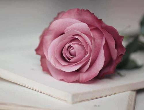 Закусочный чизкейк &amp;quot;Утренняя роза&amp;quot;