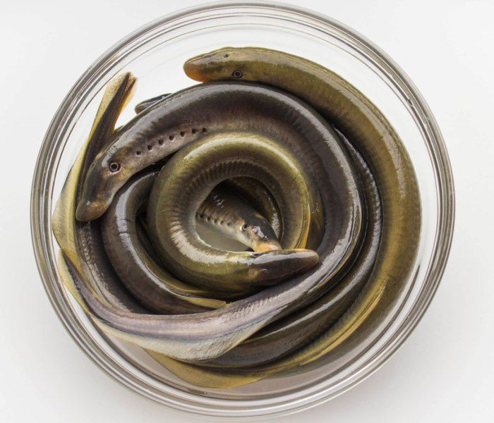 Жареная минога в маринаде