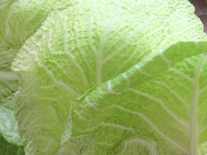 Голубцы  из Прованса от Марлен Дитрих 