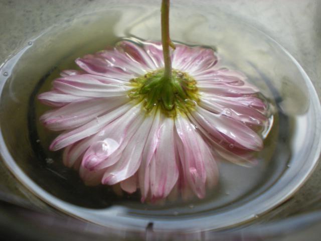 Торт &amp;#39;&amp;#39;Десертная Роза&amp;#39;&amp;#39; с засахаренными цветами