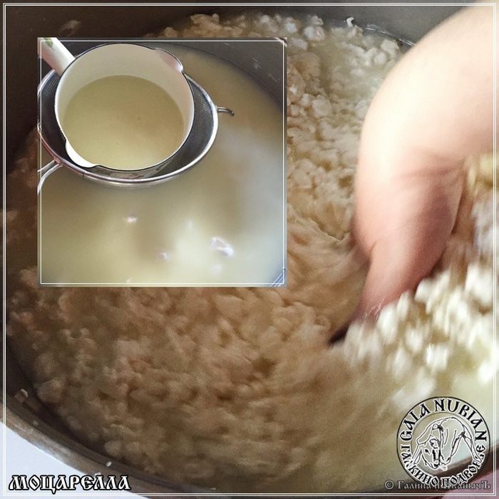 Моцарелла из молока англо-нубийских коз