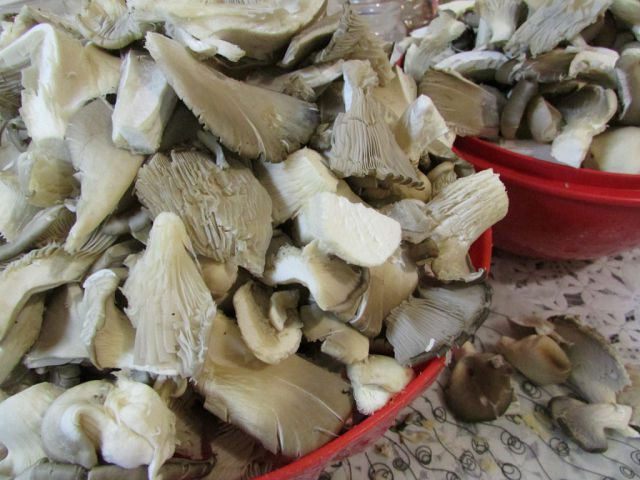 Грибная солянка