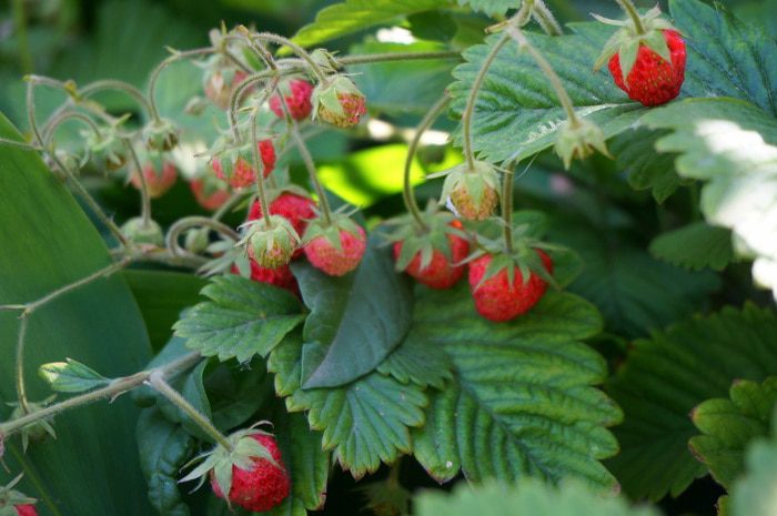 Манная каша с киселем