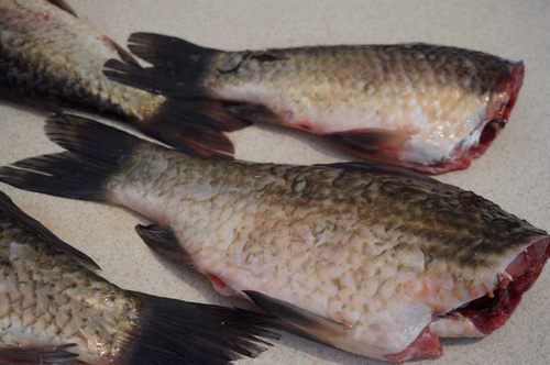 Филе карася в духовке